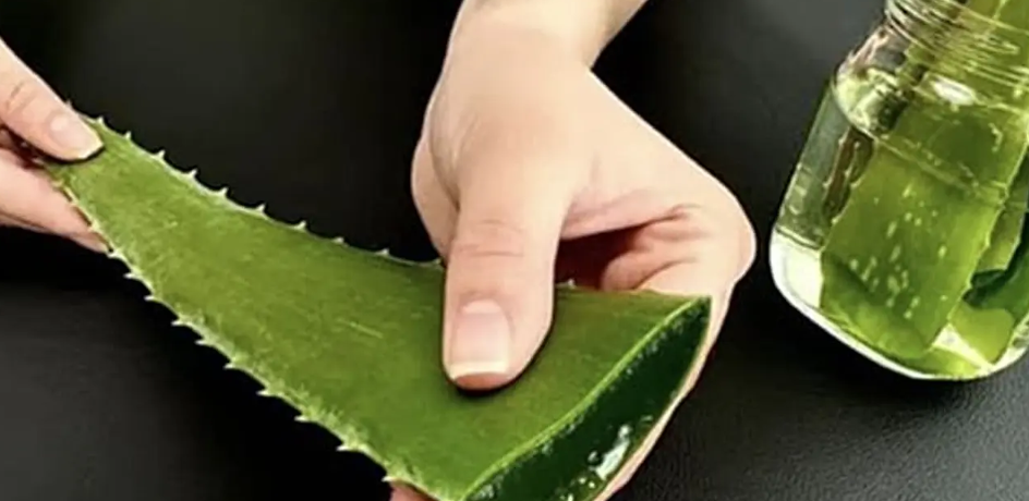 Aloe Vera